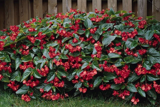 Beautiful Begonias