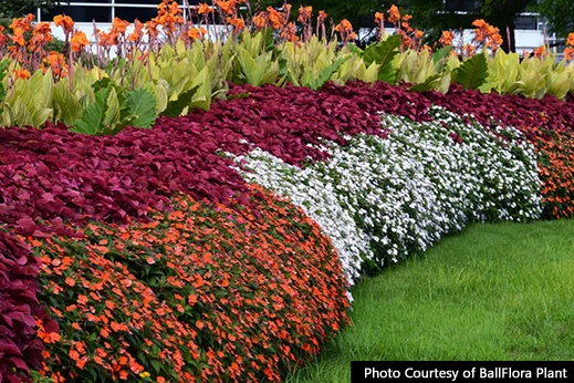 Incredible Impatiens