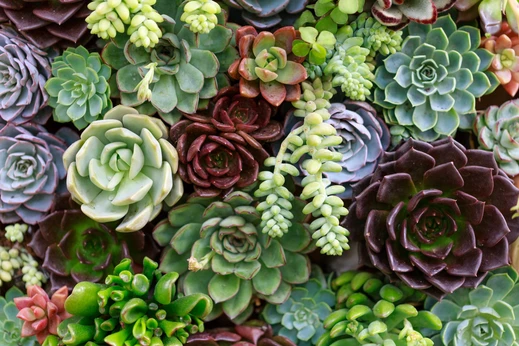 How to grow succulents