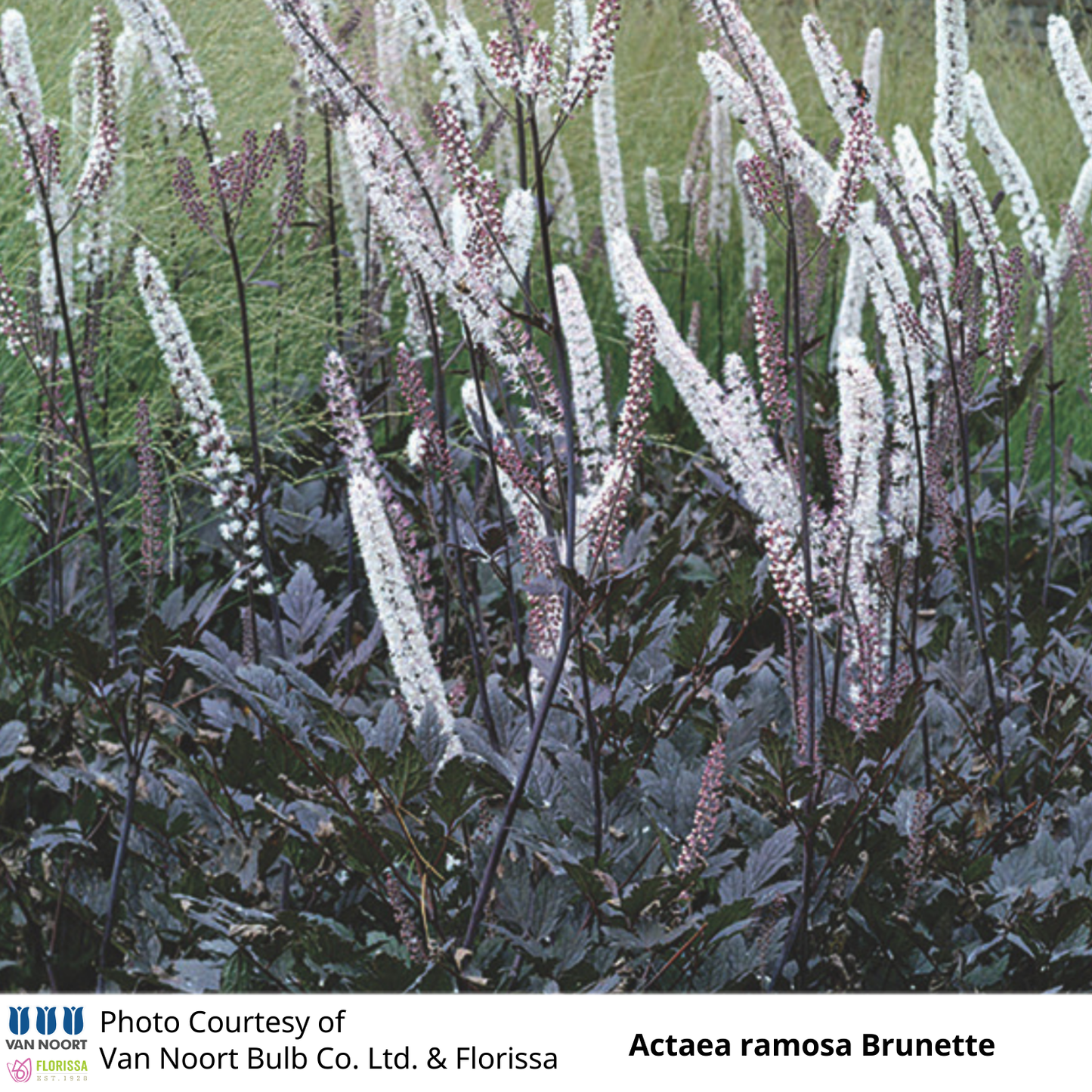 Actaea Brunette