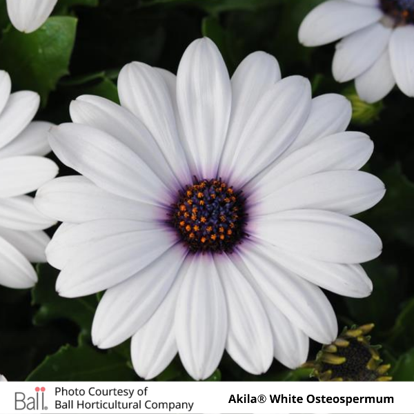 Osteospermum Akila®