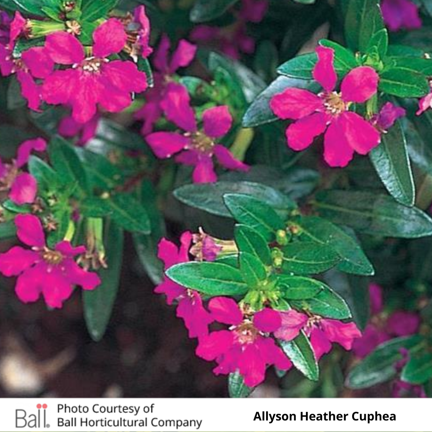 Cuphea Allyson Heather
