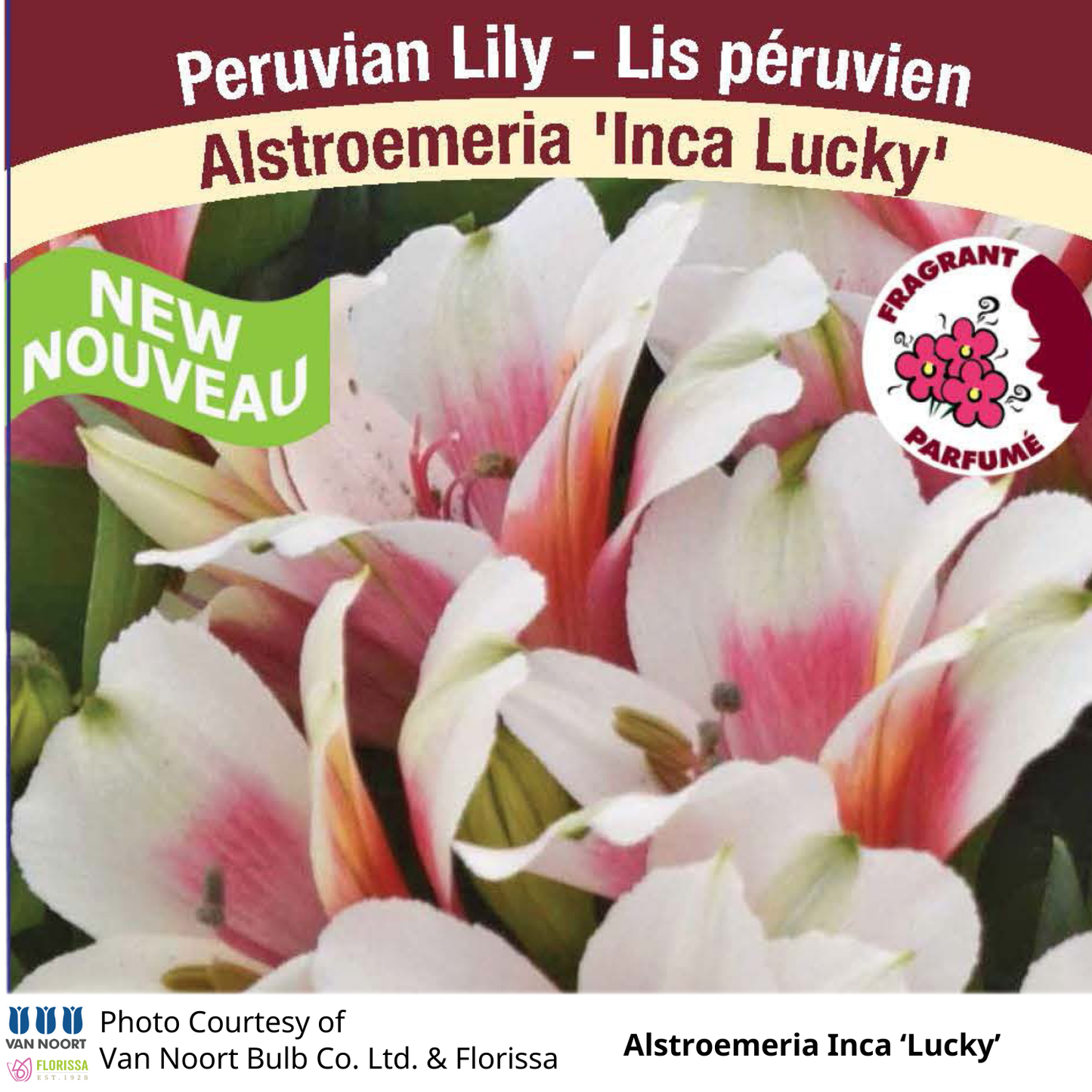 Alstroemeria Inca®