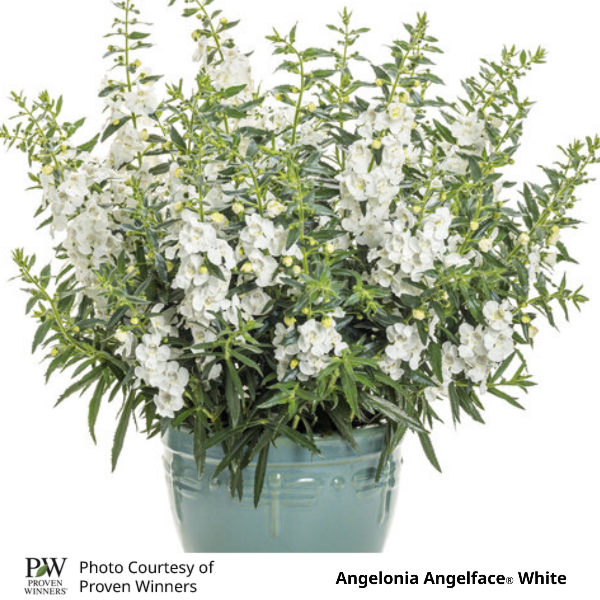 Angelface® White
