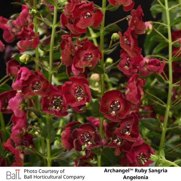 Archangel™ Ruby Sangria Angelonia