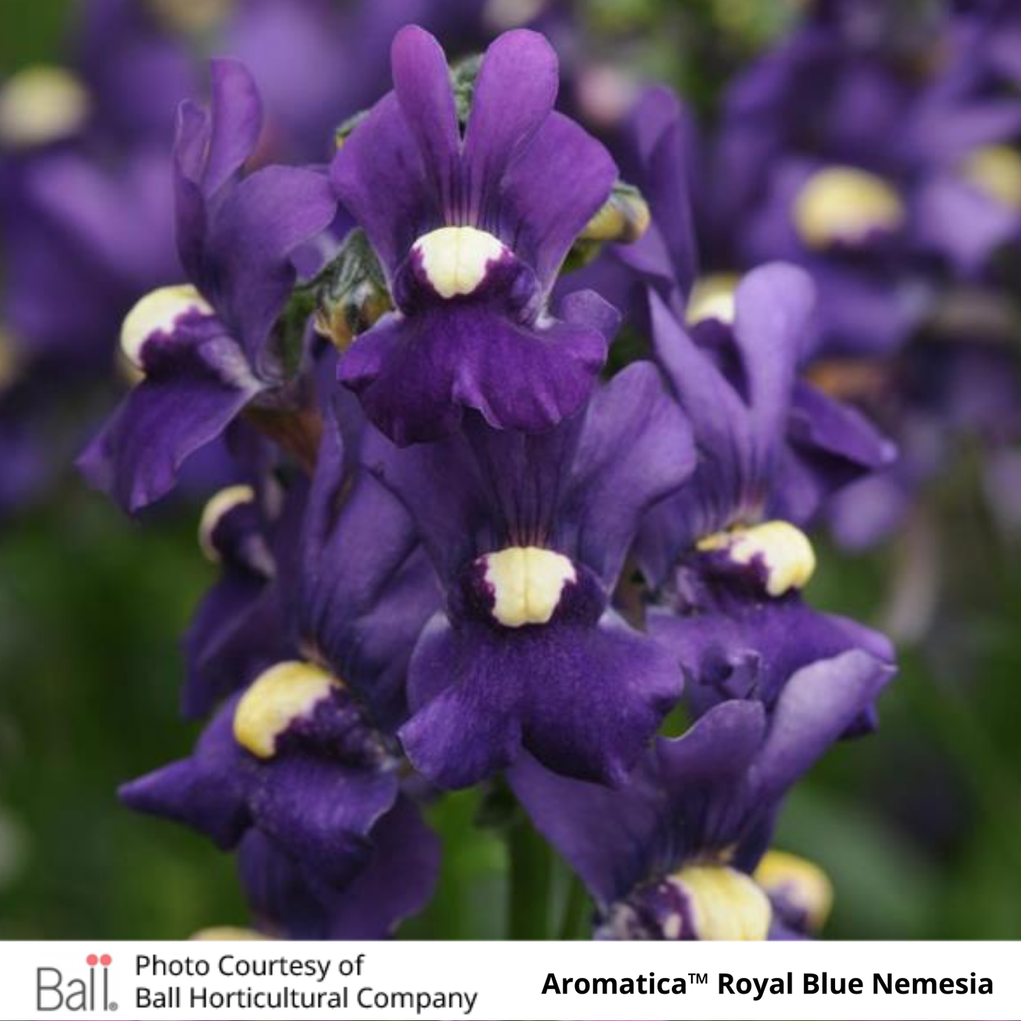 Nemesia Aromatica™