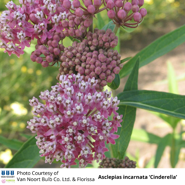 Asclepias incarnata Cinderella