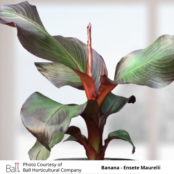 Banana - Ensete Maurelii
