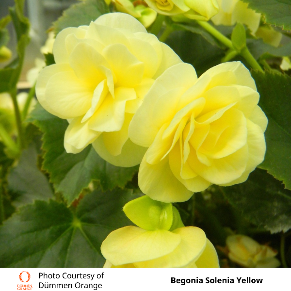 Begonia Solenia Yellow
