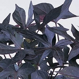 Sweet Potato Ipomoea Vine