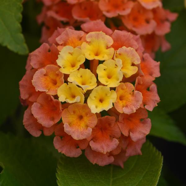 Lantana Bloomify