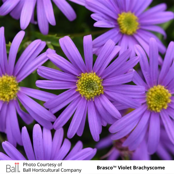 Brachyscome Brasco™