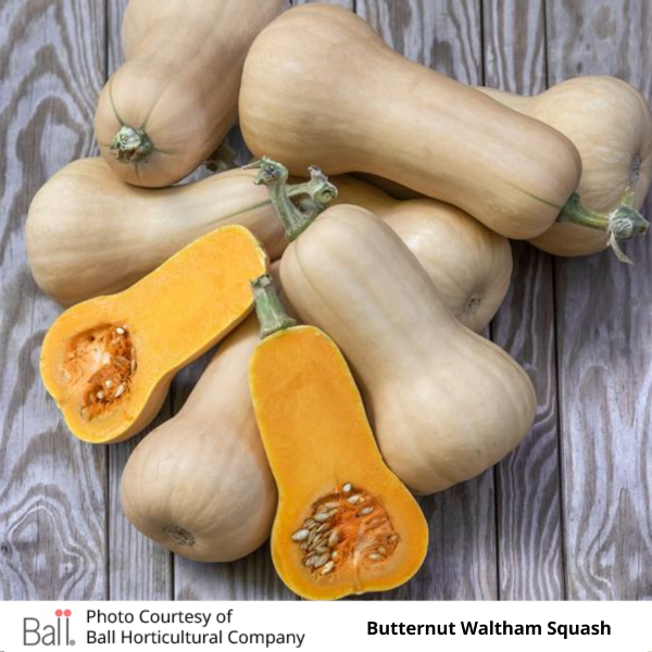Squash Butternut