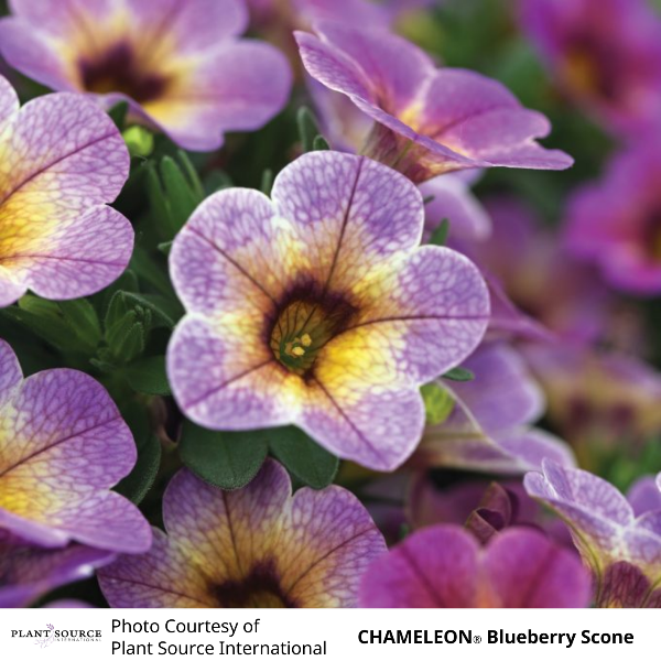 CHAMELEON Blueberry Scone