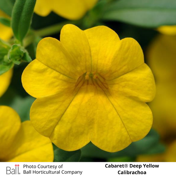 Yellow Deep Cabaret® Calibrachoa