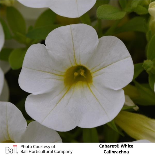 White Cabaret® Calibrachoa