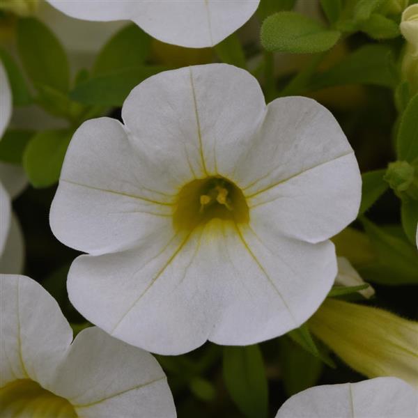 Calibrachoa Cabaret®