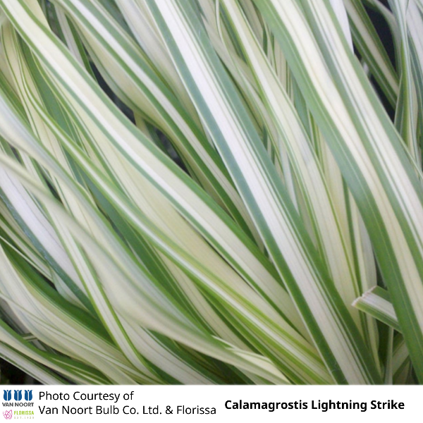 Calamagrostis Lightning Strike