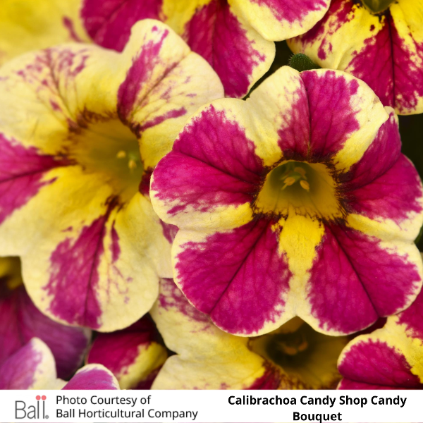 Calibrachoa Candy Shop Candy Bouquet