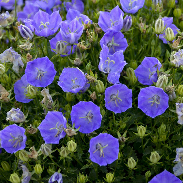 Campanula Rapido