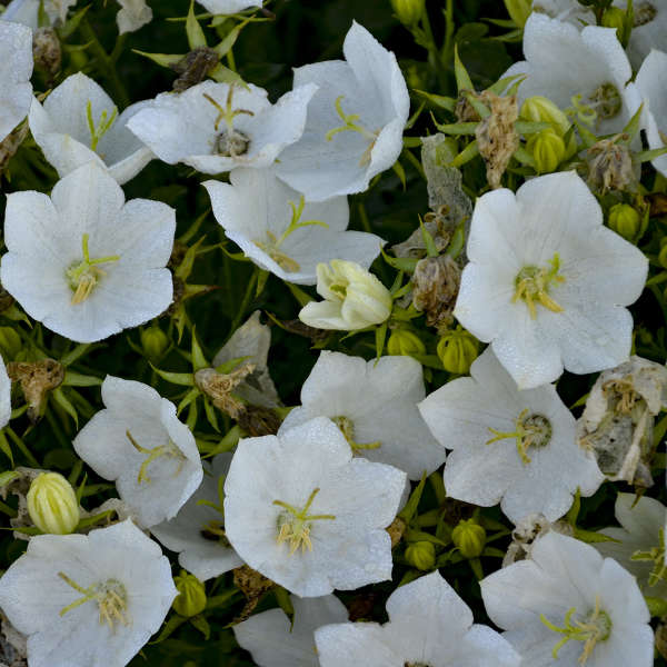 Campanula Rapido