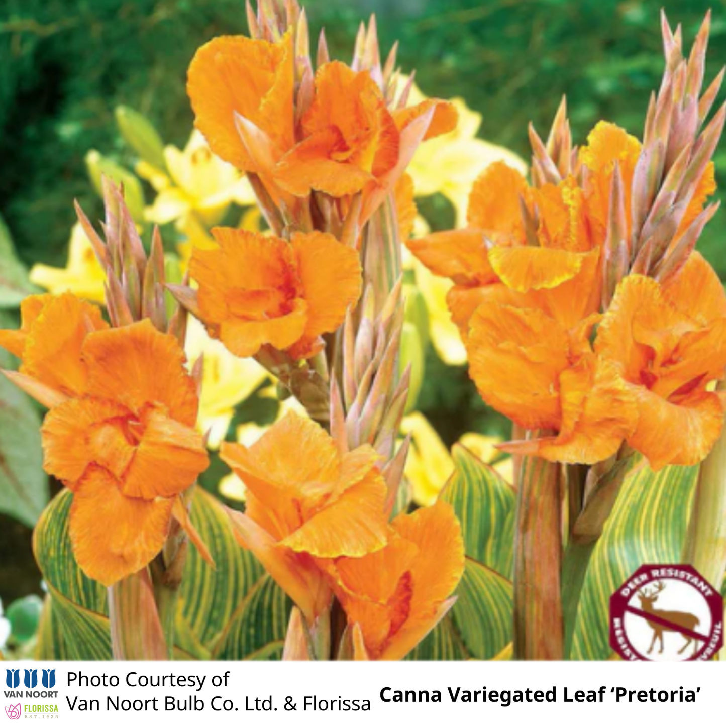 Canna Variegated Leaf