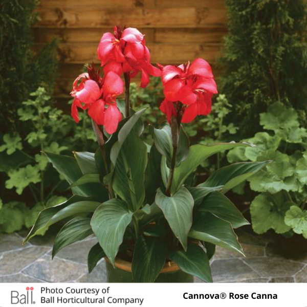 Potted Cannova® Rose Canna