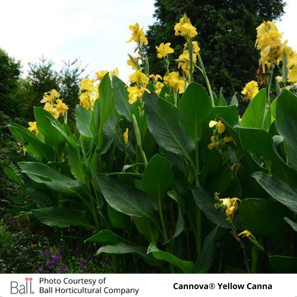 Cannova® Yellow Canna in a garden setting