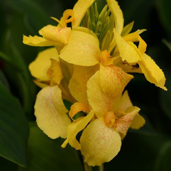 Canna Cannova®