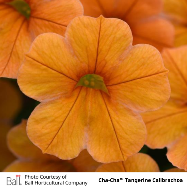 Cha-Cha Tangerine Calibrachoa
