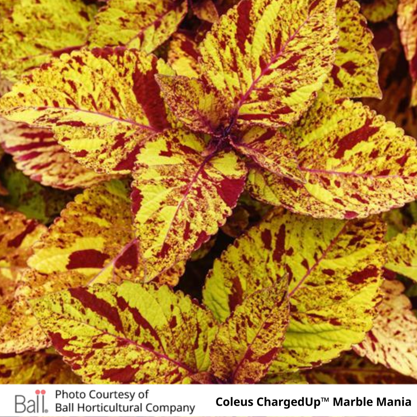 Coleus ChargedUp™