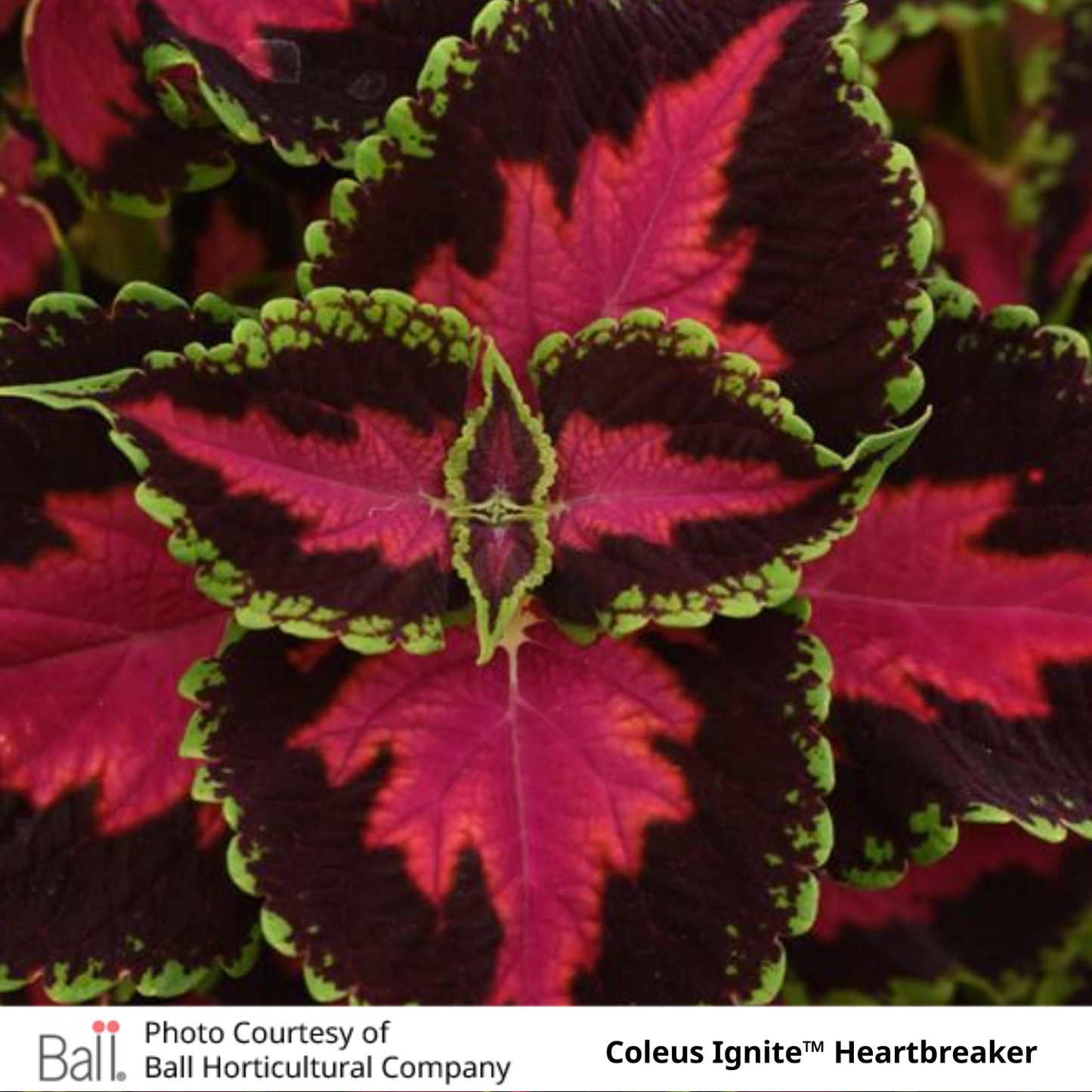 Coleus Ignite™