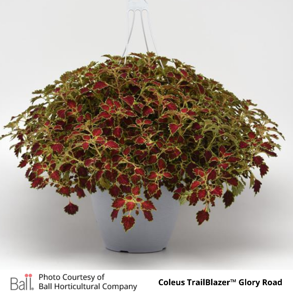 Coleus TrailBlazer Glory Road