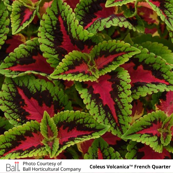 Coleus Volcanica French Quarter
