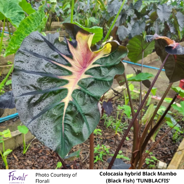 Colocasia