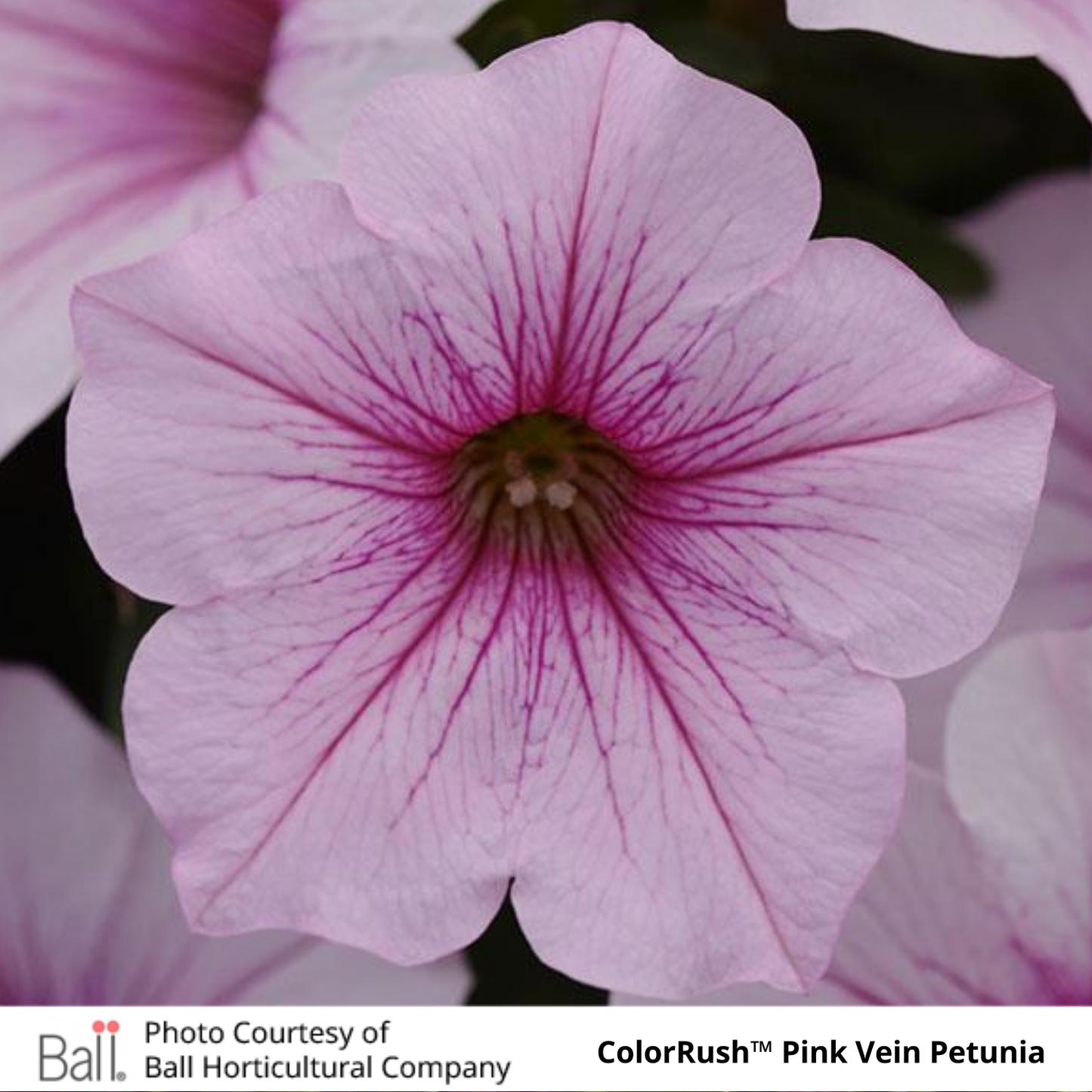 Petunia ColorRush™