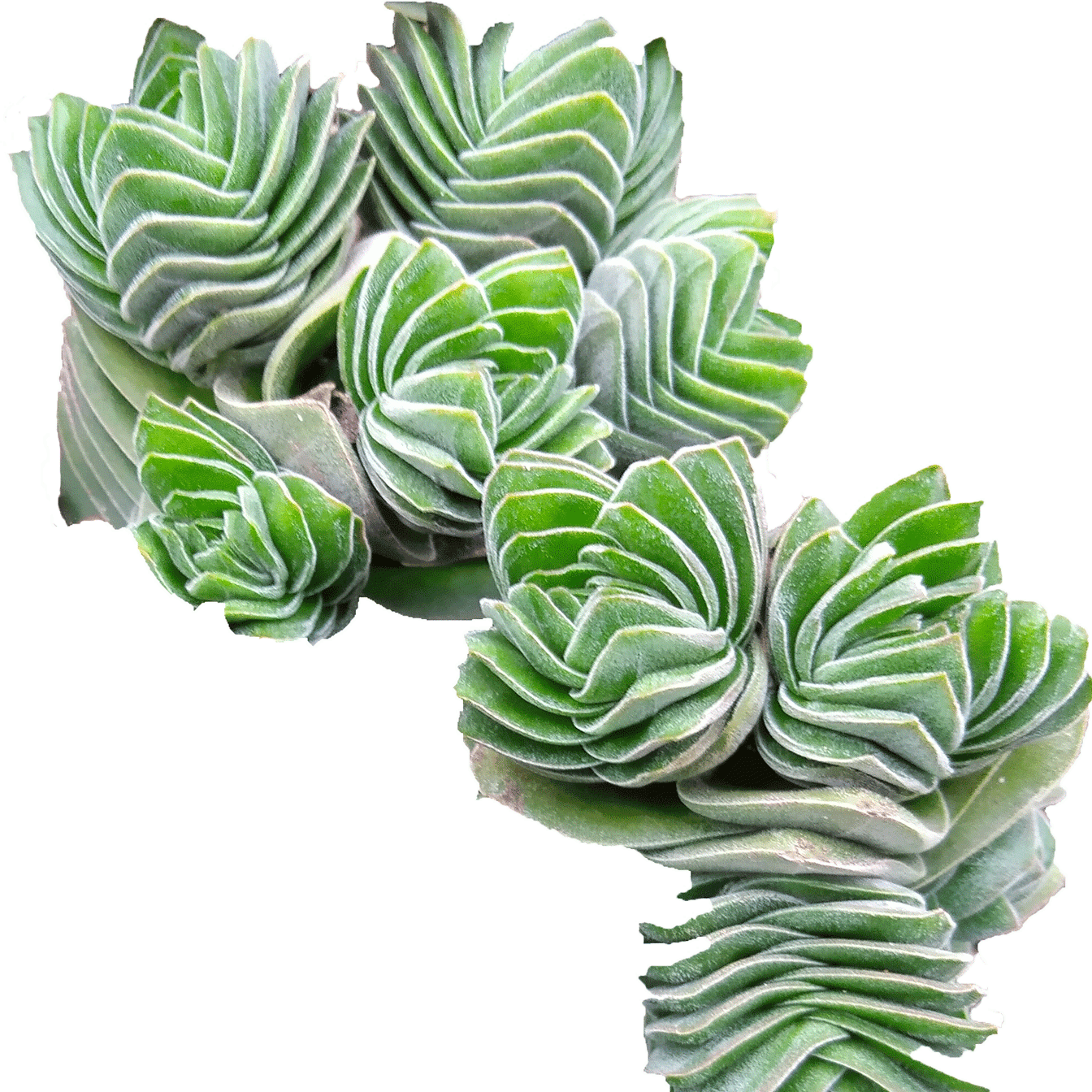 Crassula deceptor kimnachi