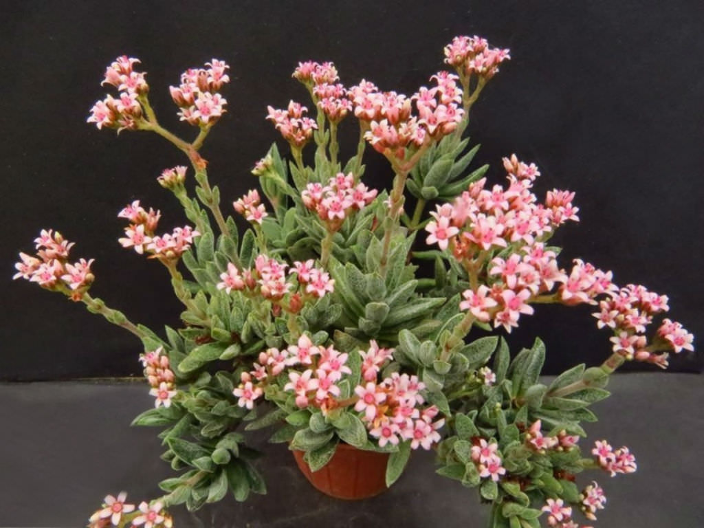 Crassula justi