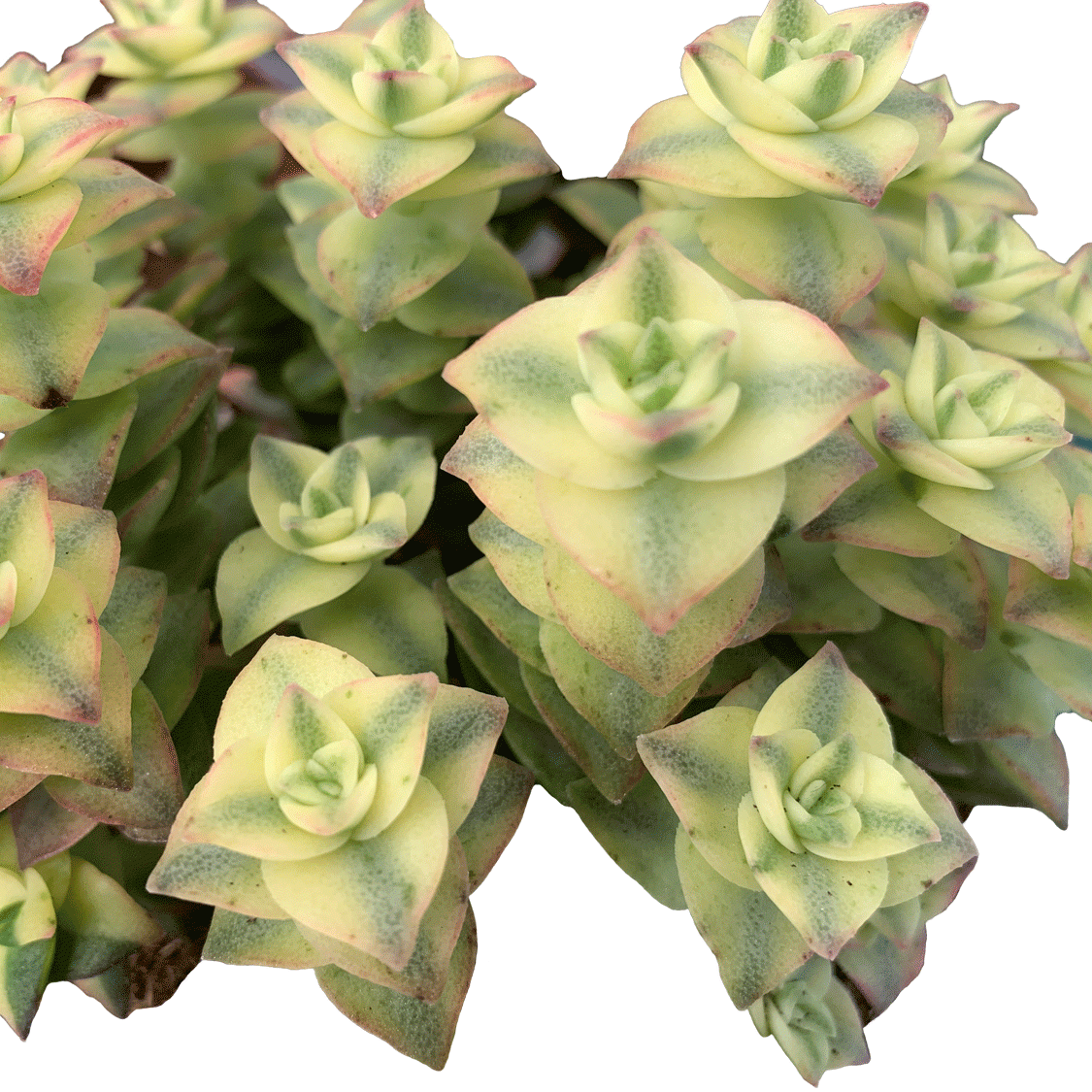 Crassula perforata variegata