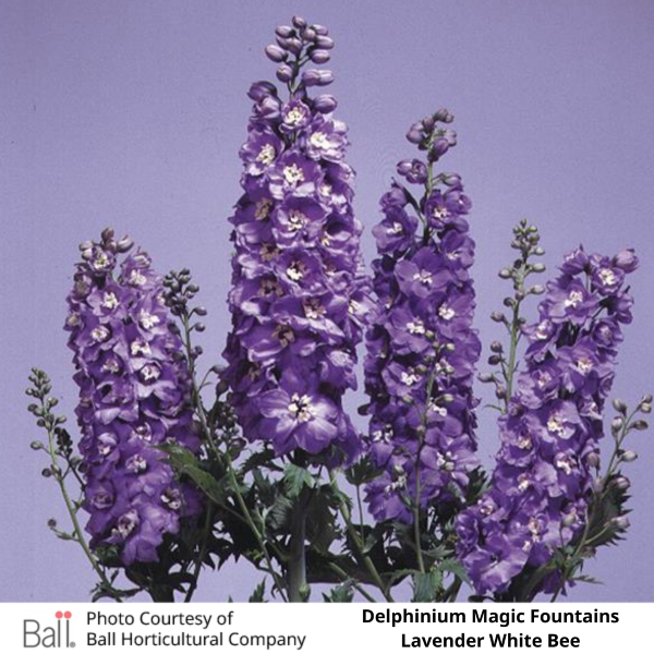 Delphinium Magic Fountain