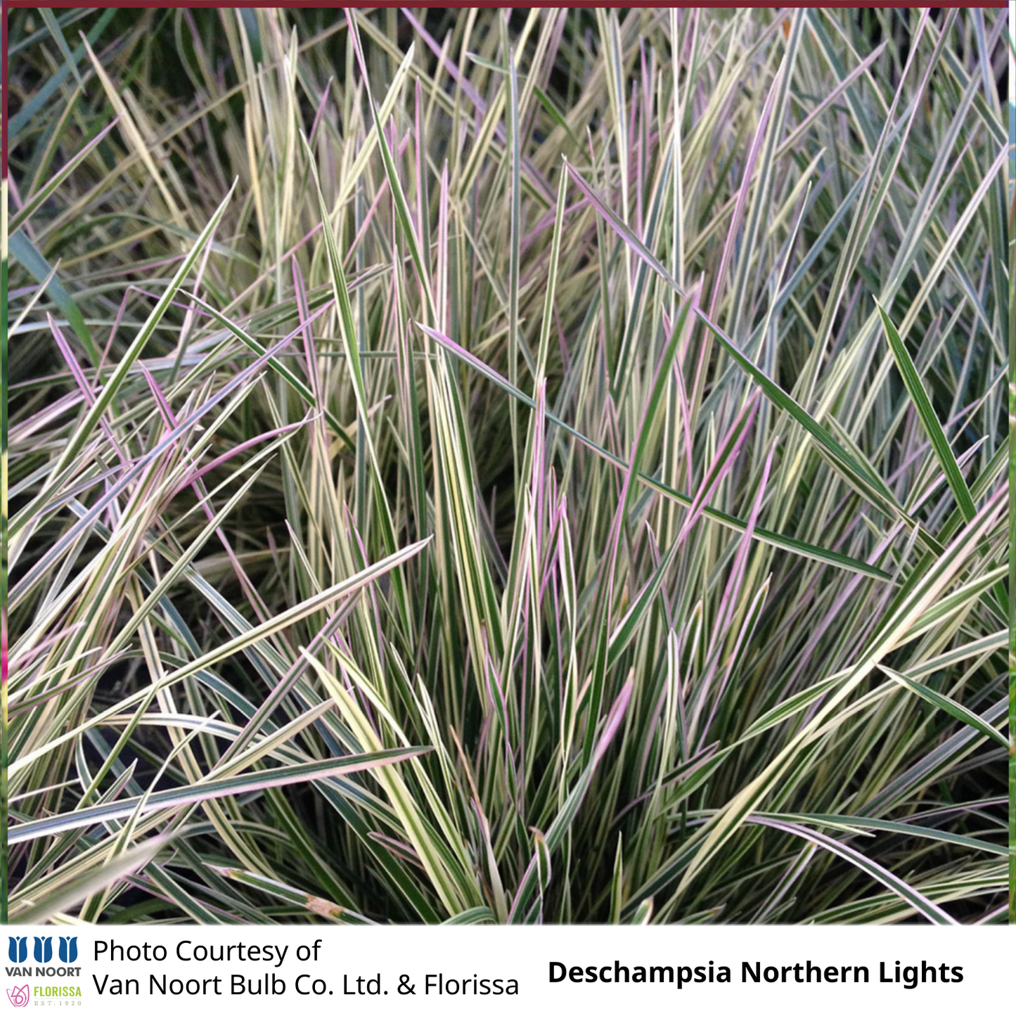 Grass Deschampsia