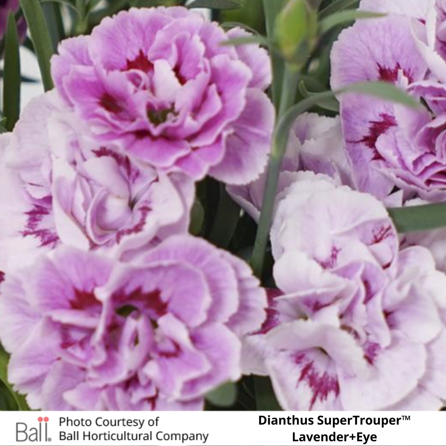 Dianthus SuperTrouper™