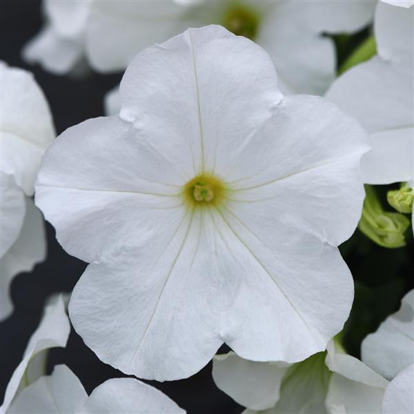 Petunia