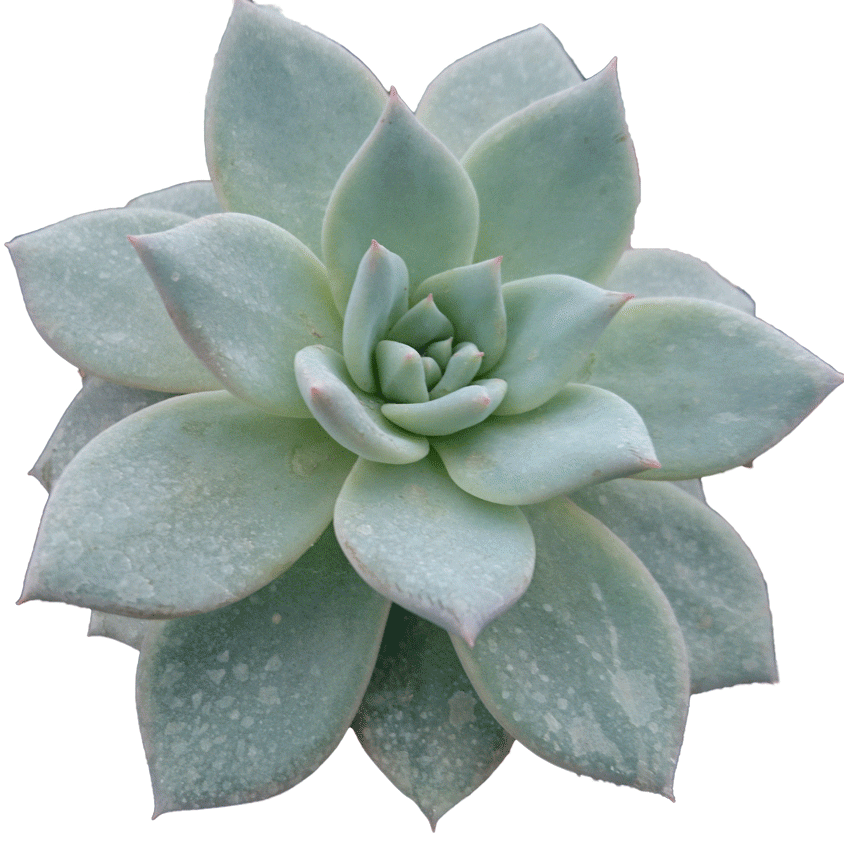 Echeveria Blue Bird