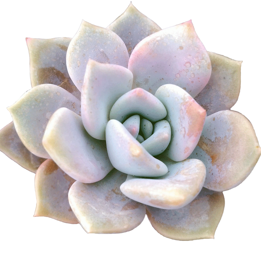 Echeveria Lilac Wonder