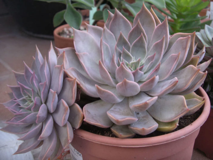 Echeveria Mensa