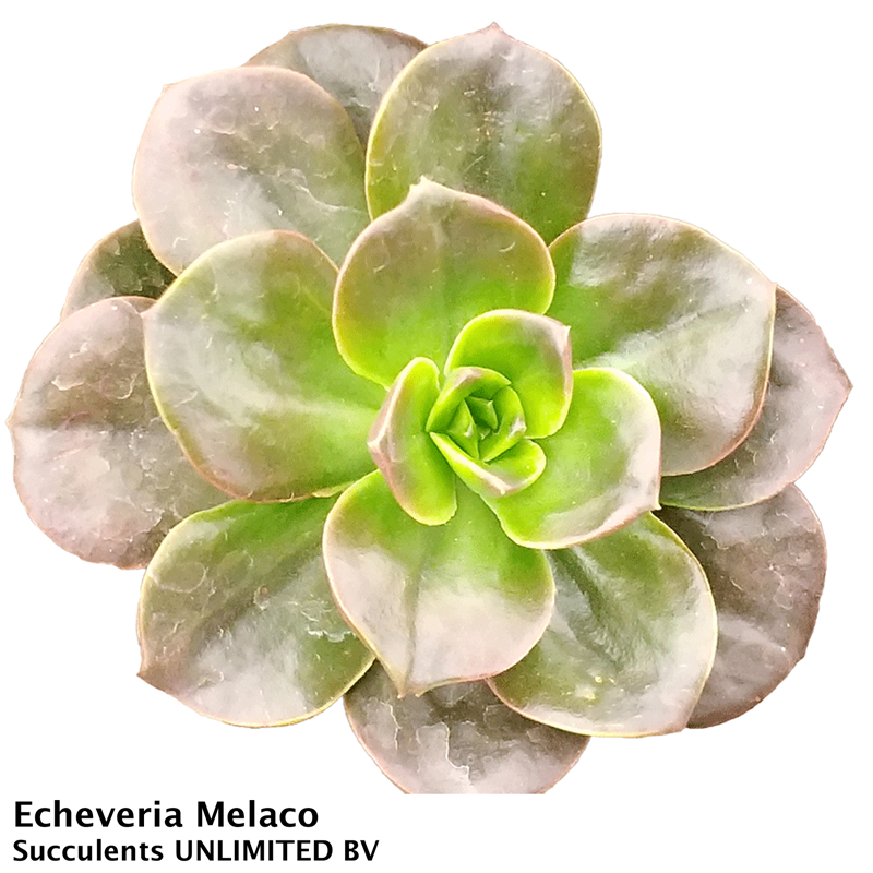 Echeveria Melaco