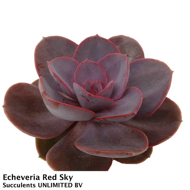 Echeveria Red sky