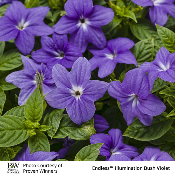 Browallia Endless™ Illumination