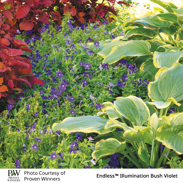 Browallia Endless™ Illumination